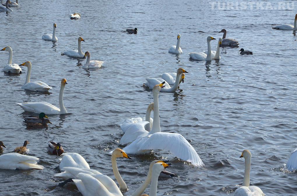 Лебединое озеро на Алтае