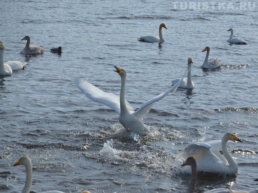 Лебединое озеро на Алтае