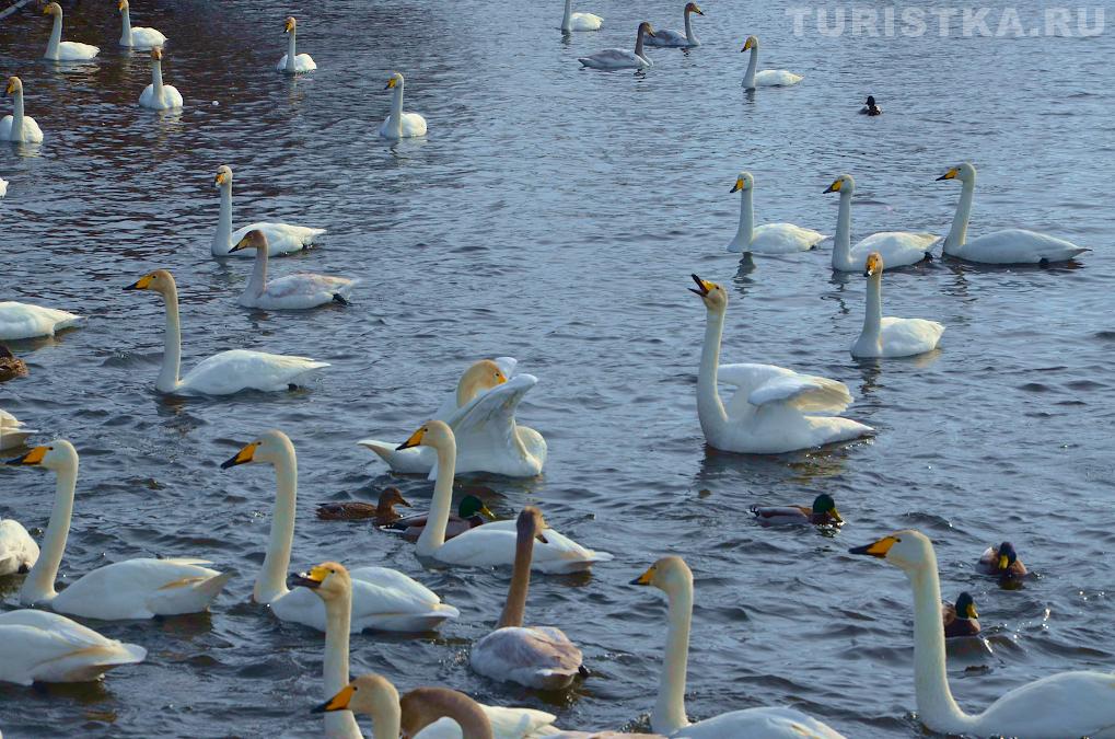 Лебединое озеро на Алтае