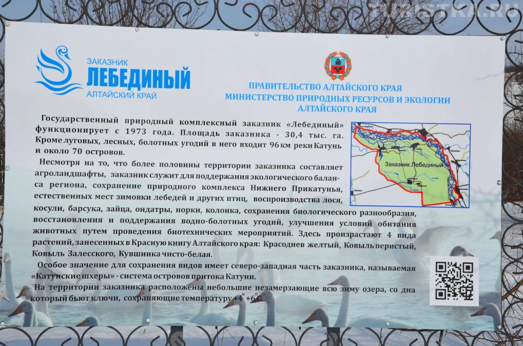 Лебединое озеро на Алтае