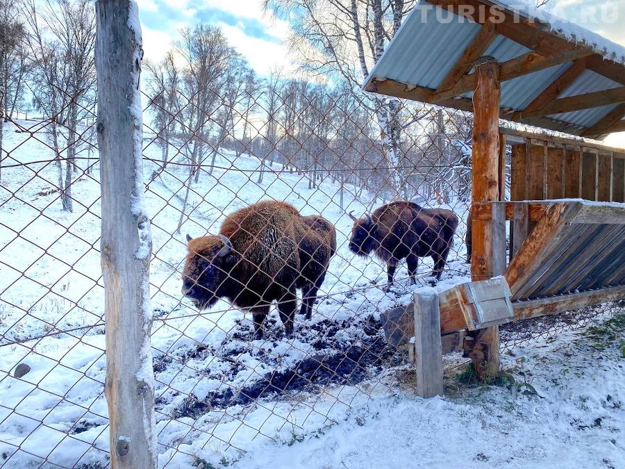 Зубры в питомнике