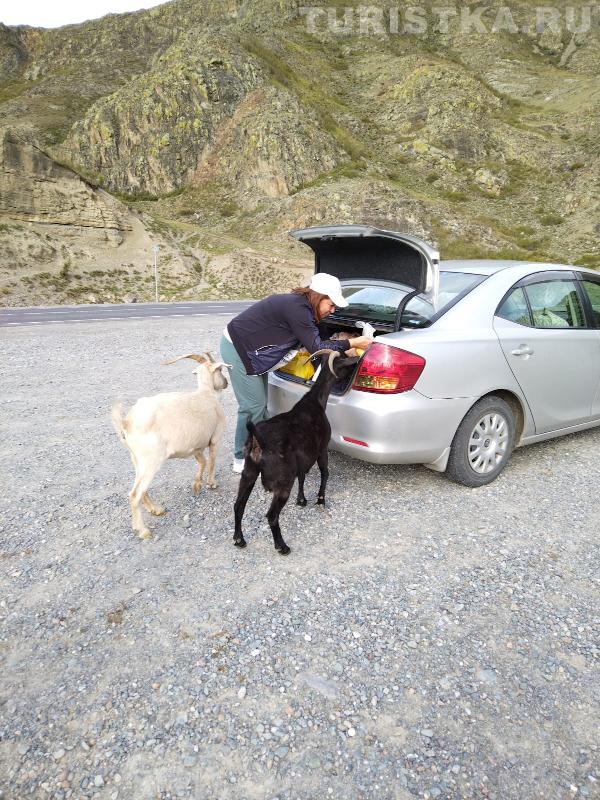 «Вы идите ко мне, Вот багажник с вкусняшкой. Если что-то не так - Извините меня!»