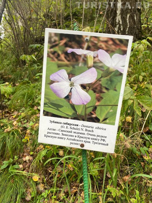 Зубянка сибирская