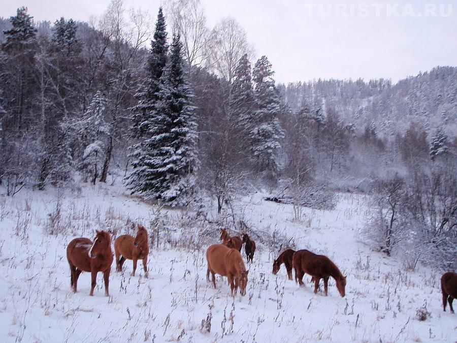 Лошади около Аската