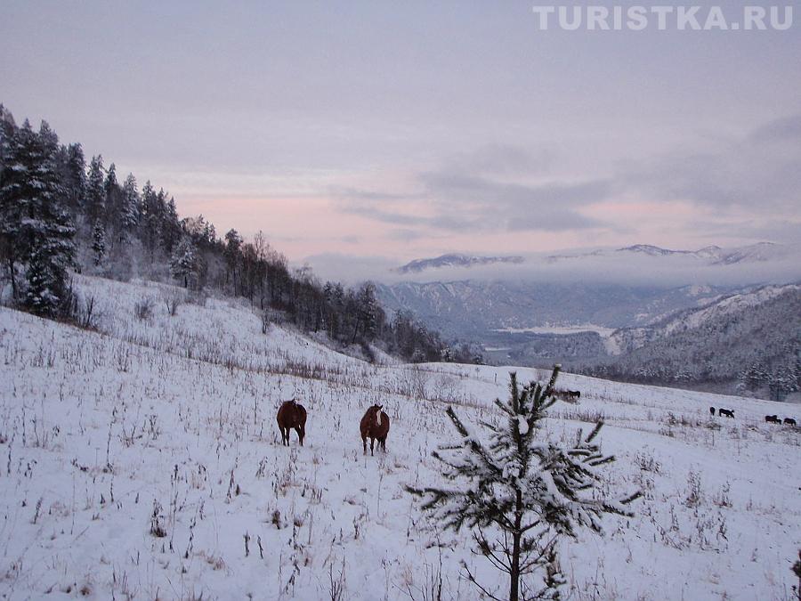 Лошади около Аската