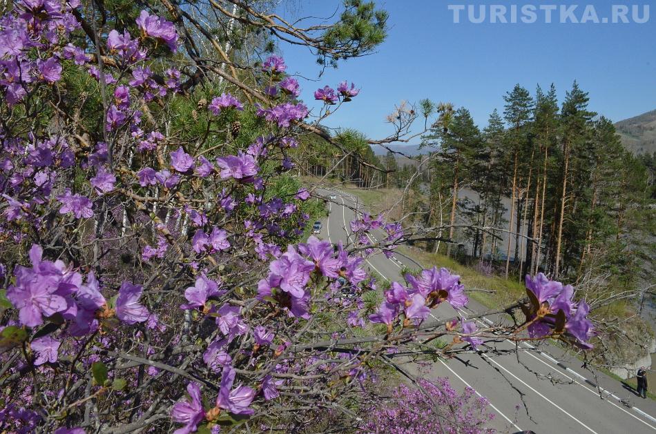 Цветущий маральник 