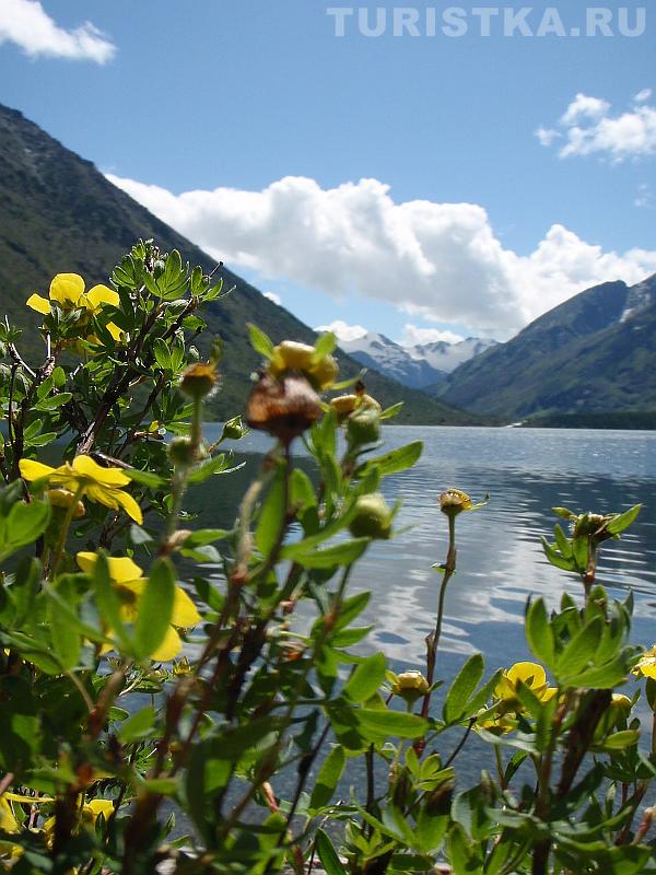 Курильский чай на Мультинских озерах