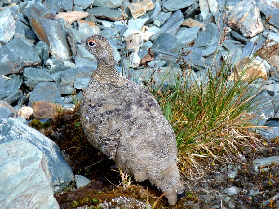 Куропатка в Долине семи озер
