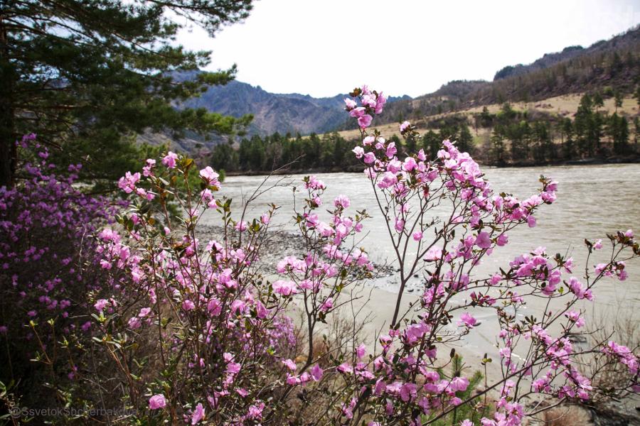 Цветение маральника на Алтае