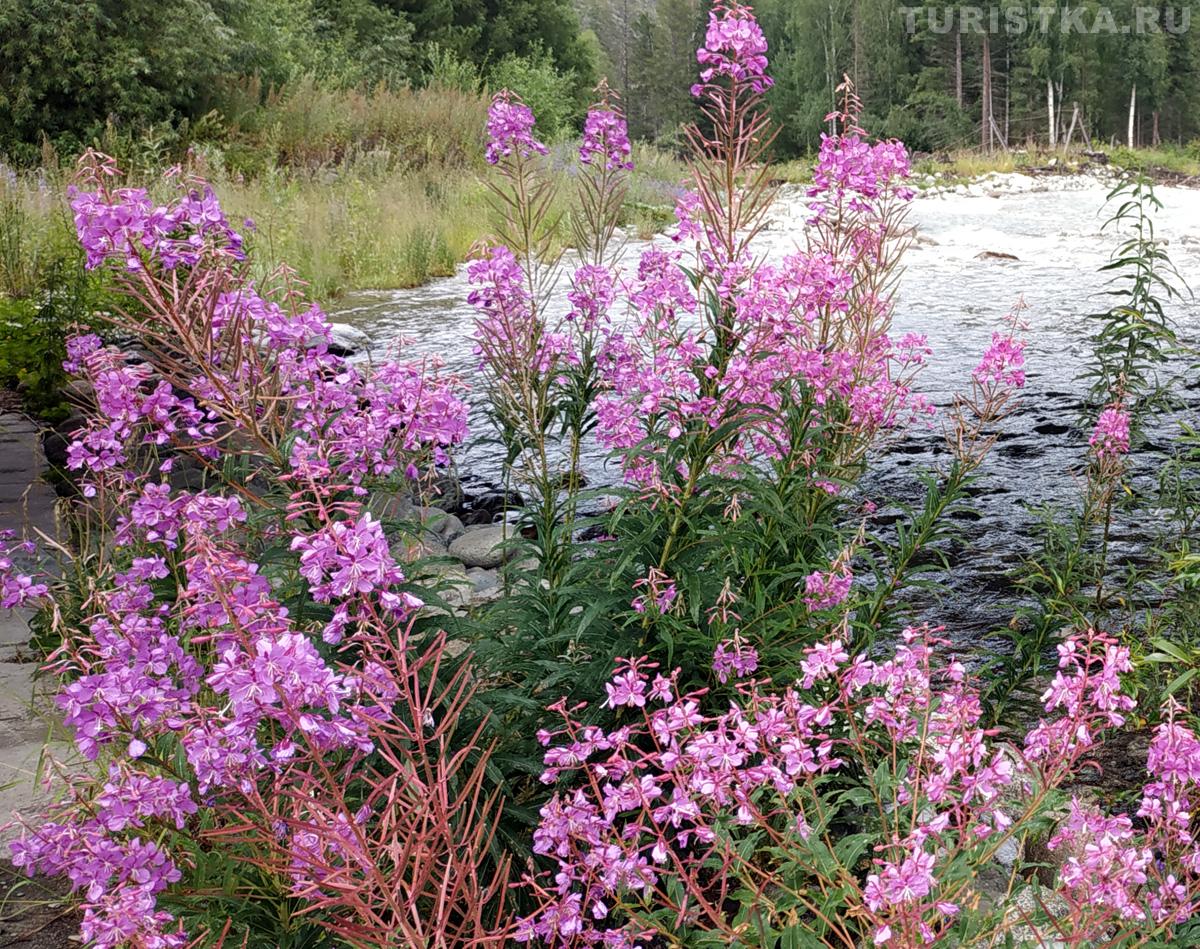 Иван-Чай на реке Мульта