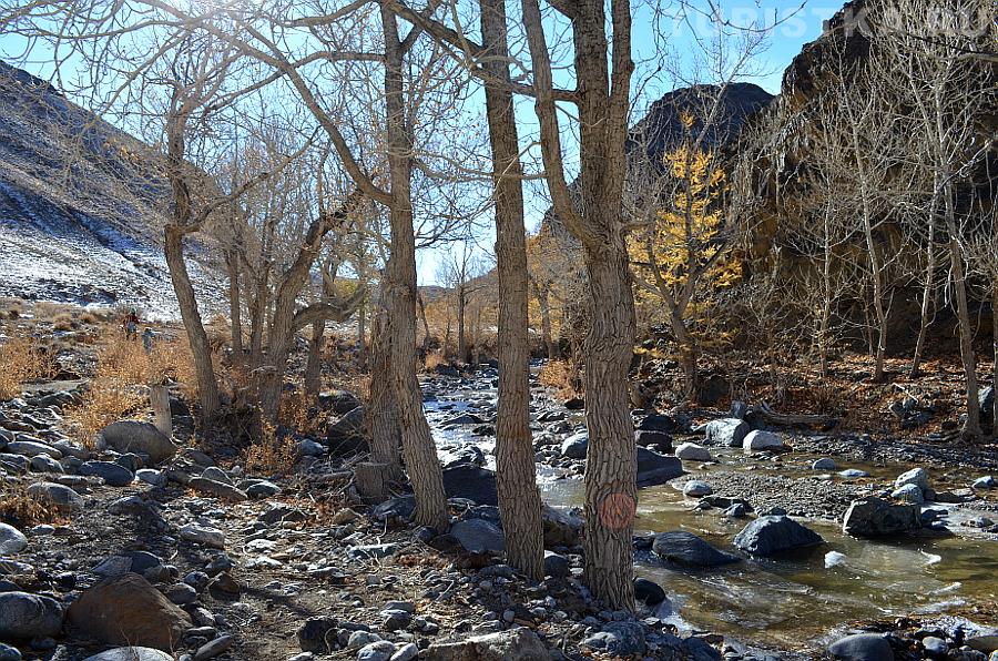 Тополиная аллея вдоль реки Кызыл-Чин, по дороге к Марсу-2
