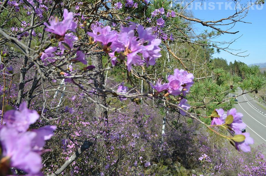 Маральник перед Бирюзовой Катунью