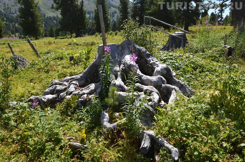 Повернули к лесу, слева от тропы к водопаду - деревянная конструкция для натягивания шкур