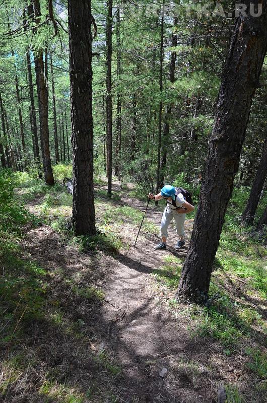 Подъем в лесу