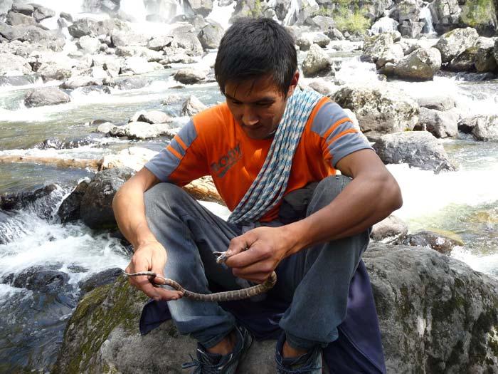 Проводник со щитомордником