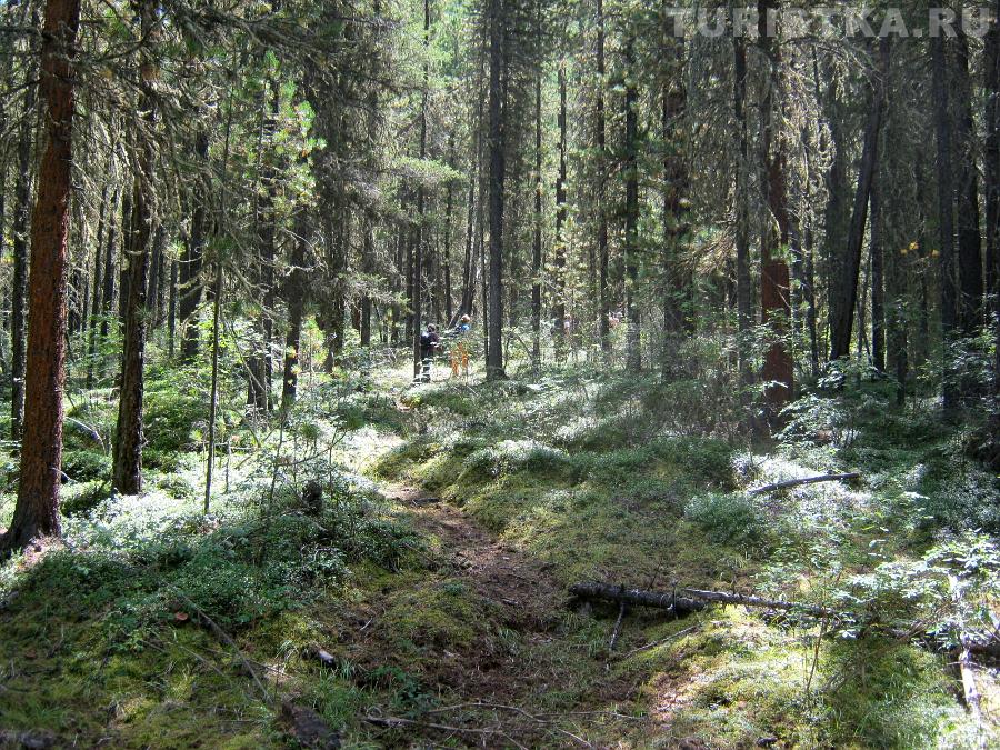 Лес между долинами Правой и Левой Шавлы