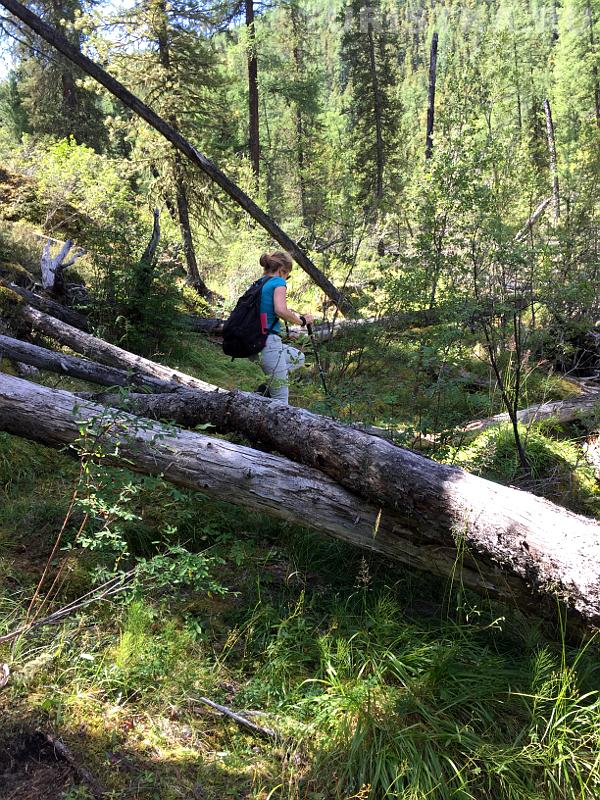Лес между долинами Правой и Левой Шавлы