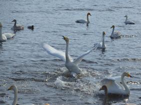 Горный Алтай : Лебединое озеро на Алтае