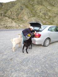 Туристка.Ру : Фотоконкурс СМЕХОТУРИКИ 2024 : р Катунь, близ с Яломан : «Вы идите ко мне, Вот багажник с вкусняшкой. Если что-то не так - Извините меня!»