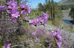 Отдых на Алтае : Праздник «Цветение маральника» : Цветущий маральник 
