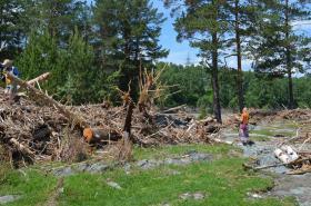 Горный Алтай : Завалы деревьев на берегу Катуни в Элекмонаре