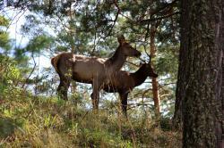 Отдых на Алтае : Зоорай : Олени