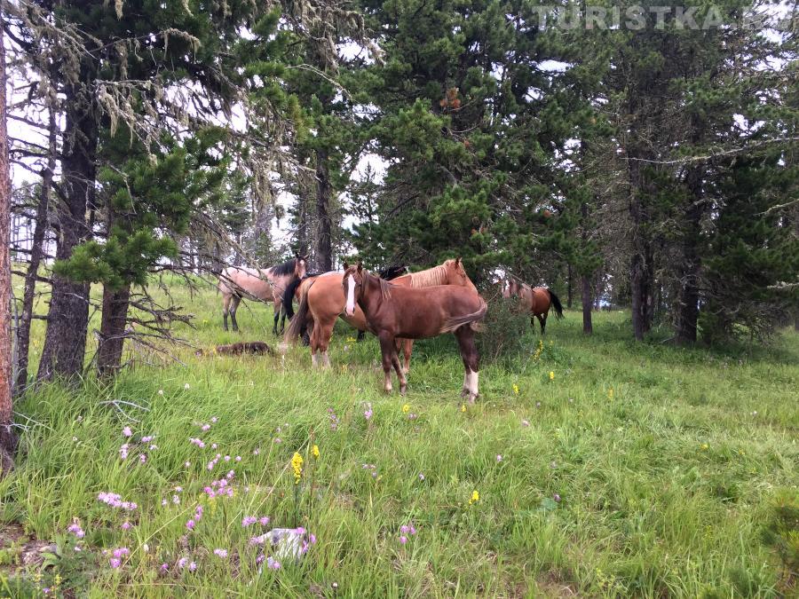 На горе Тияхта на Семинском перевале