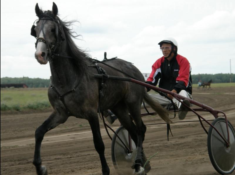 Конно-спортивные соревнования