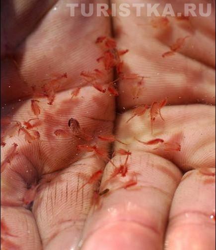 Завьяловские озера