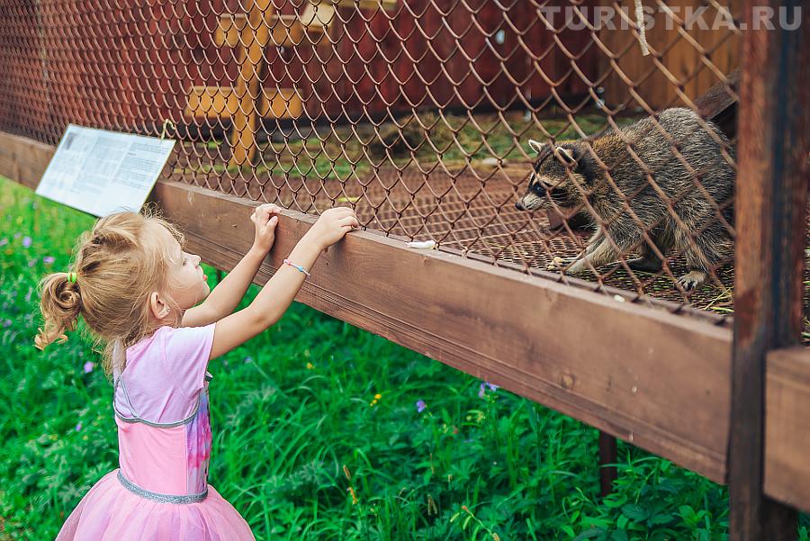 Контактный зоопарк 