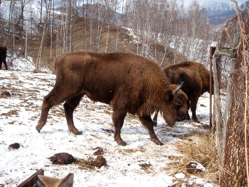 Самец зубра