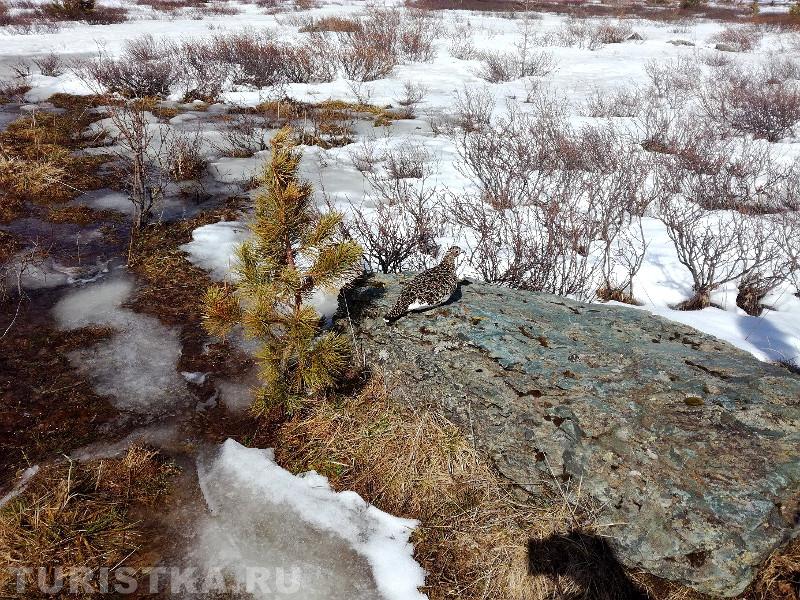 Семинский перевал вблизи горы Сарлык