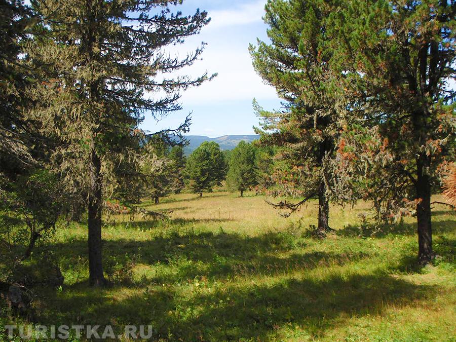 Кедры на Семинском перевале