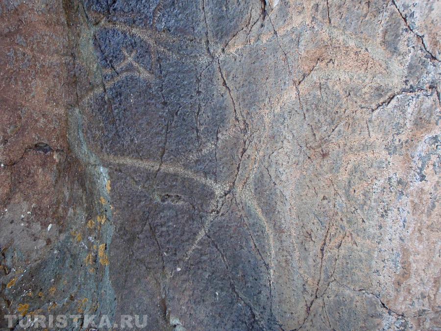 Изоброжение большой маралихи, внутри которой - маленький маралененок