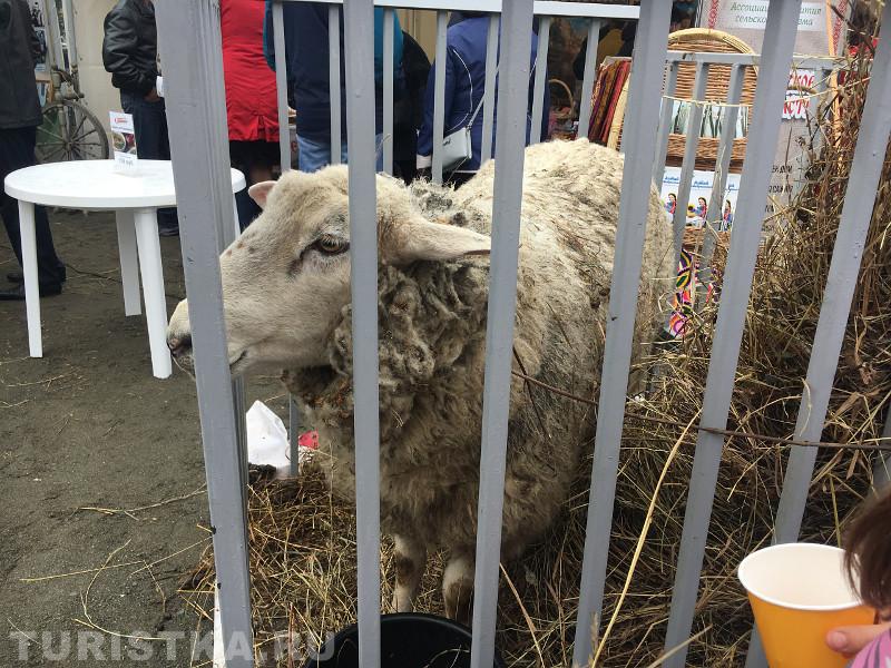 Фестиваль в Алтайском крае Цветение маральника 2018