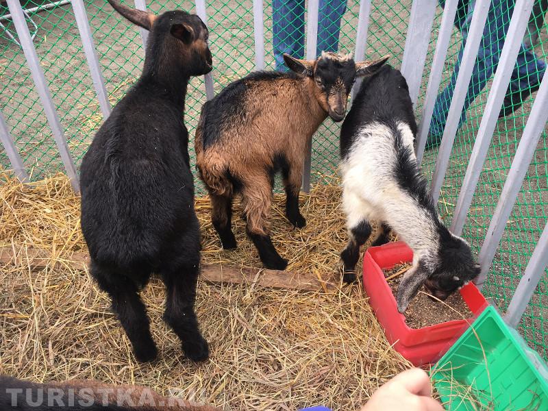 Фестиваль в Алтайском крае Цветение маральника 2018