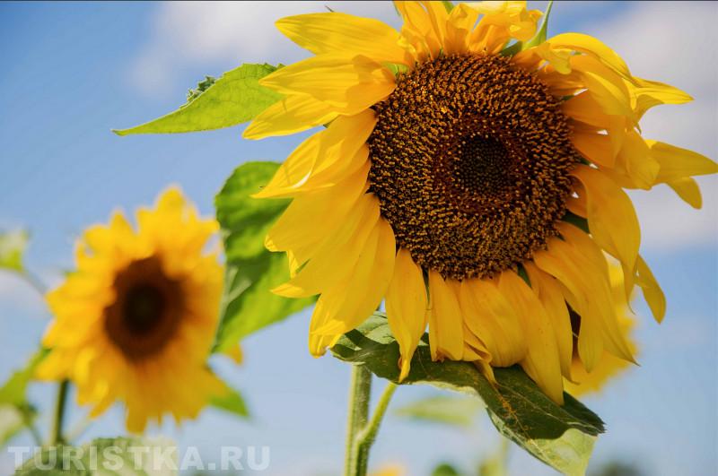 Щедрая осень Алтая 2018