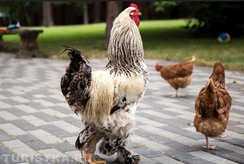 Щедрая осень Алтая 2018