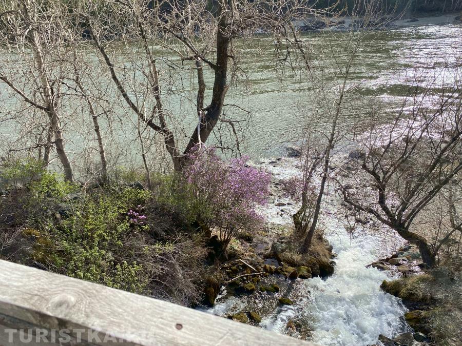 После водопада Бельтиртуюк река Бельтертуюк впадает в Катунь