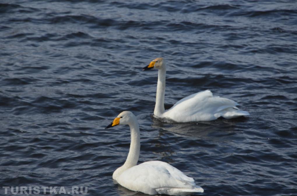Лебединое озеро на Алтае