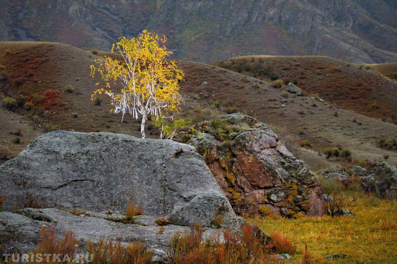 Золотая осень 2024. Устье реки Чуя.