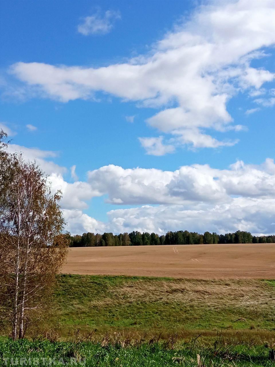 Золотая осень 2024. На окраине леса, Косихинский район