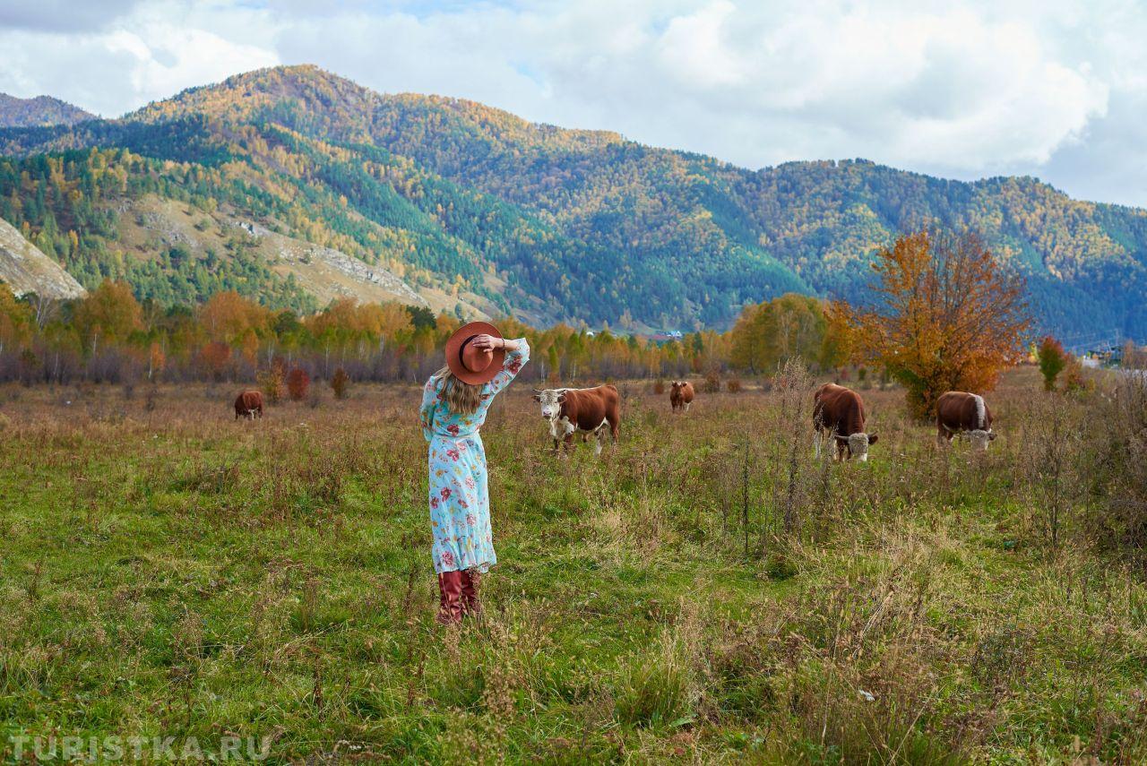 Золотая осень 2024. Анос, Респ. Алтай