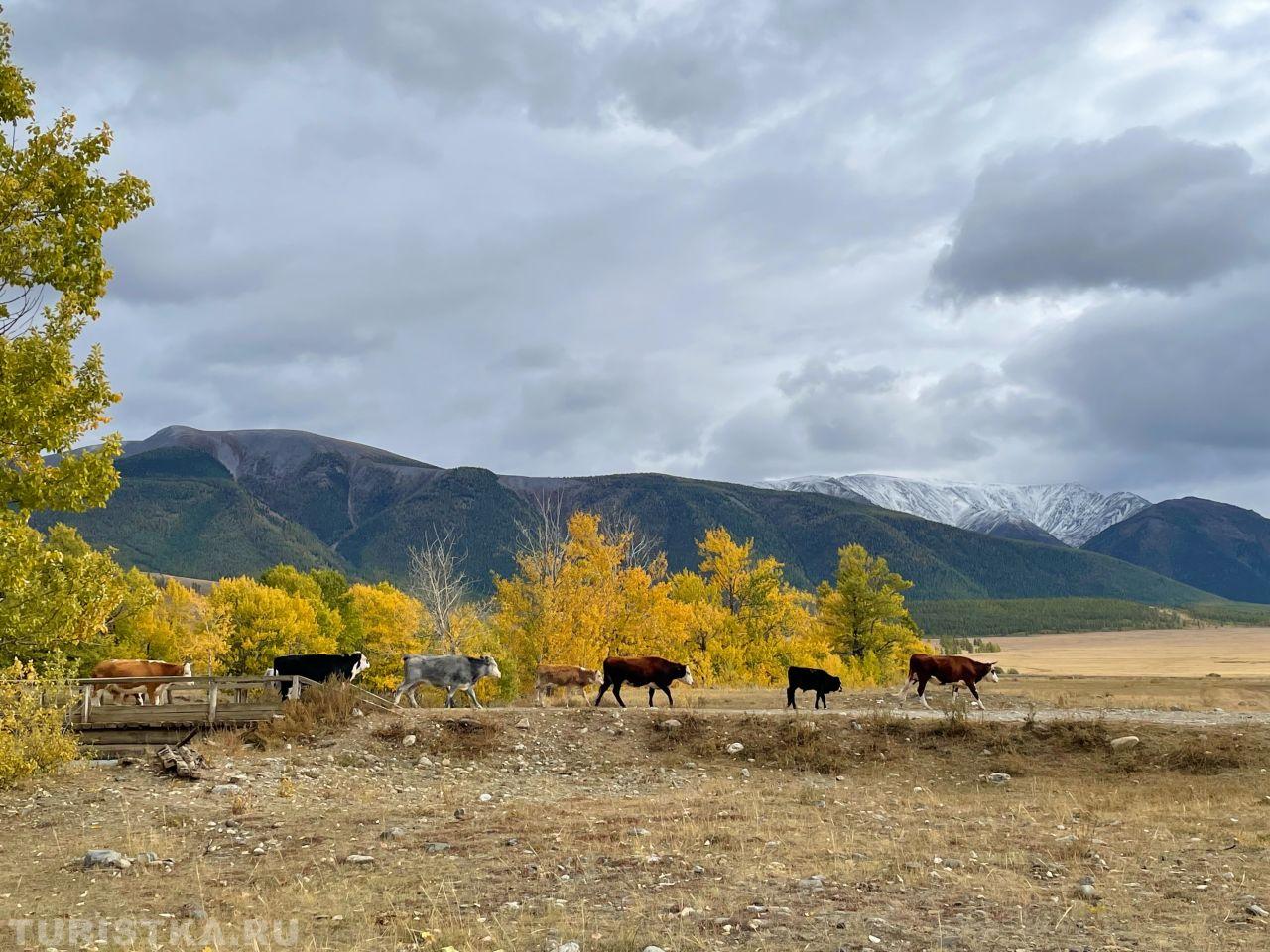 Золотая осень 2024. Курайская степь