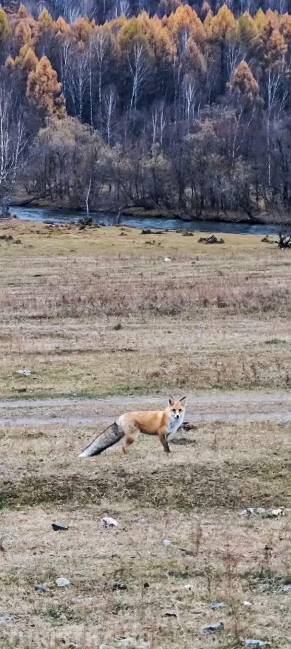 Золотая осень 2024. Пос. Шиба