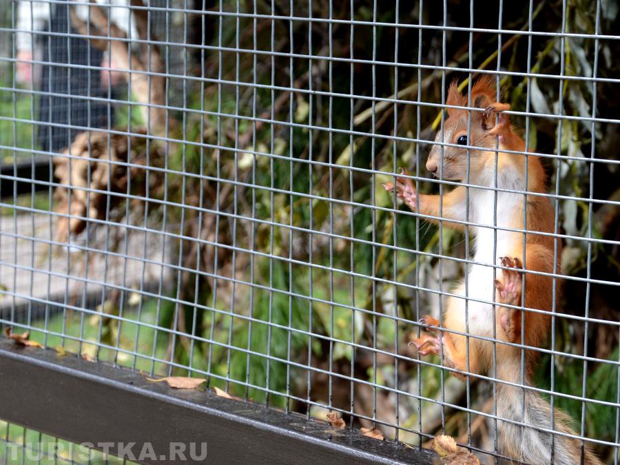Бельчатник на Тропе легенд