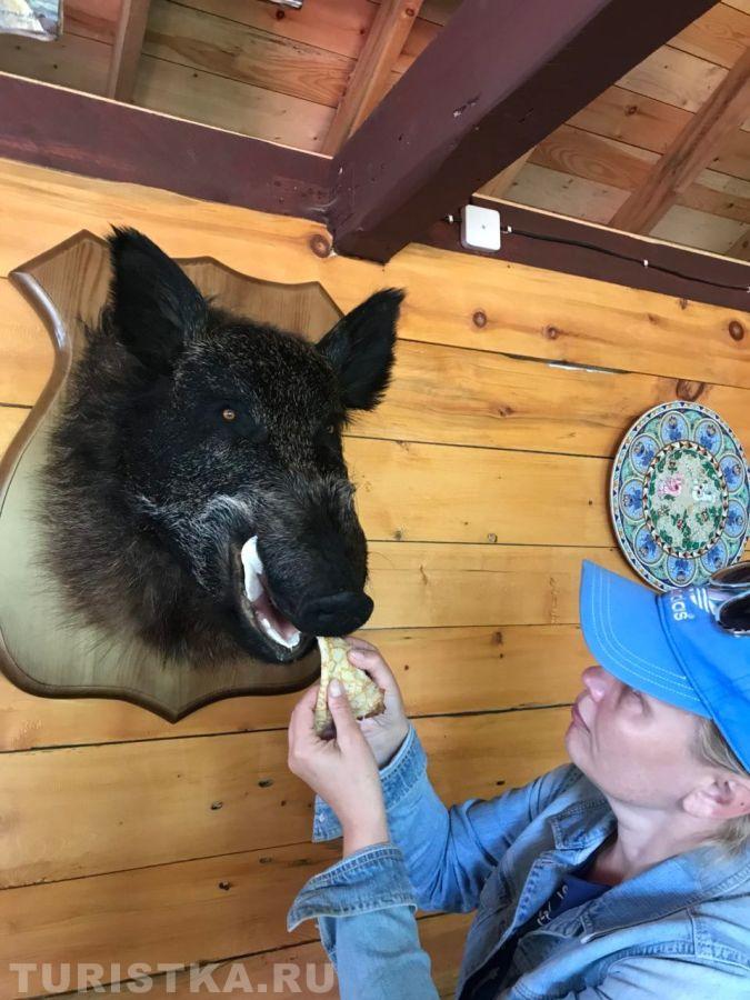 Смехотурики 2025. Автор Демьянова Лилия, Телецкое озеро, кафе на водопаде Чоодор