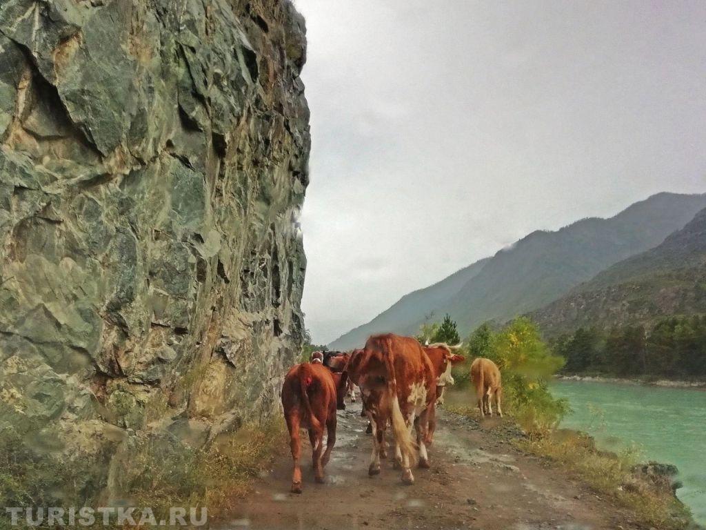 Смехотурики 2025. Автор Кузнецова Наталья, по дороге к водопаду Бельтиртуюк