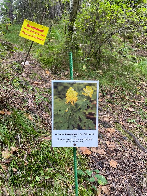 Хохлатка благородная