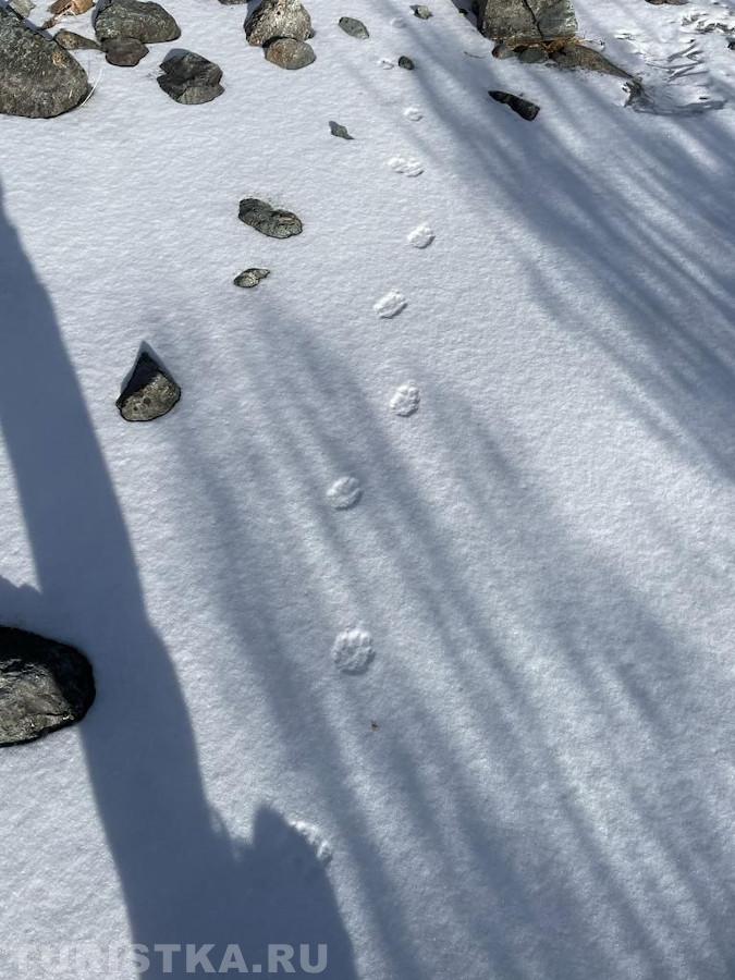 1. "«Следы НЕВИДИМЫХ зверей»." Урочище Кам-Тытту-Кем Кош-Агачский район.